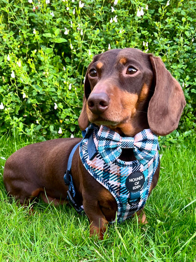 Tealing Smart Leather Dog Collarn