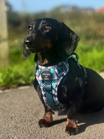 Tealing Smart Leather Dog Collarn