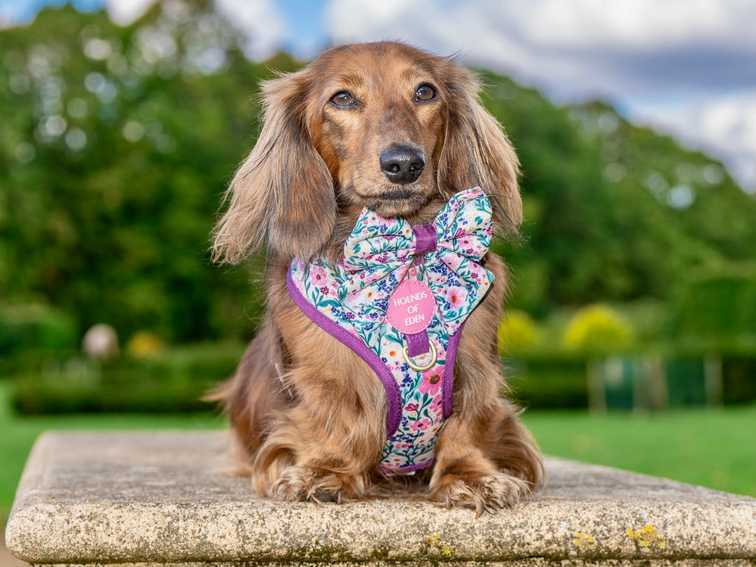 Patchy’s Plum Petals - Dog Harness (XXS-XS)