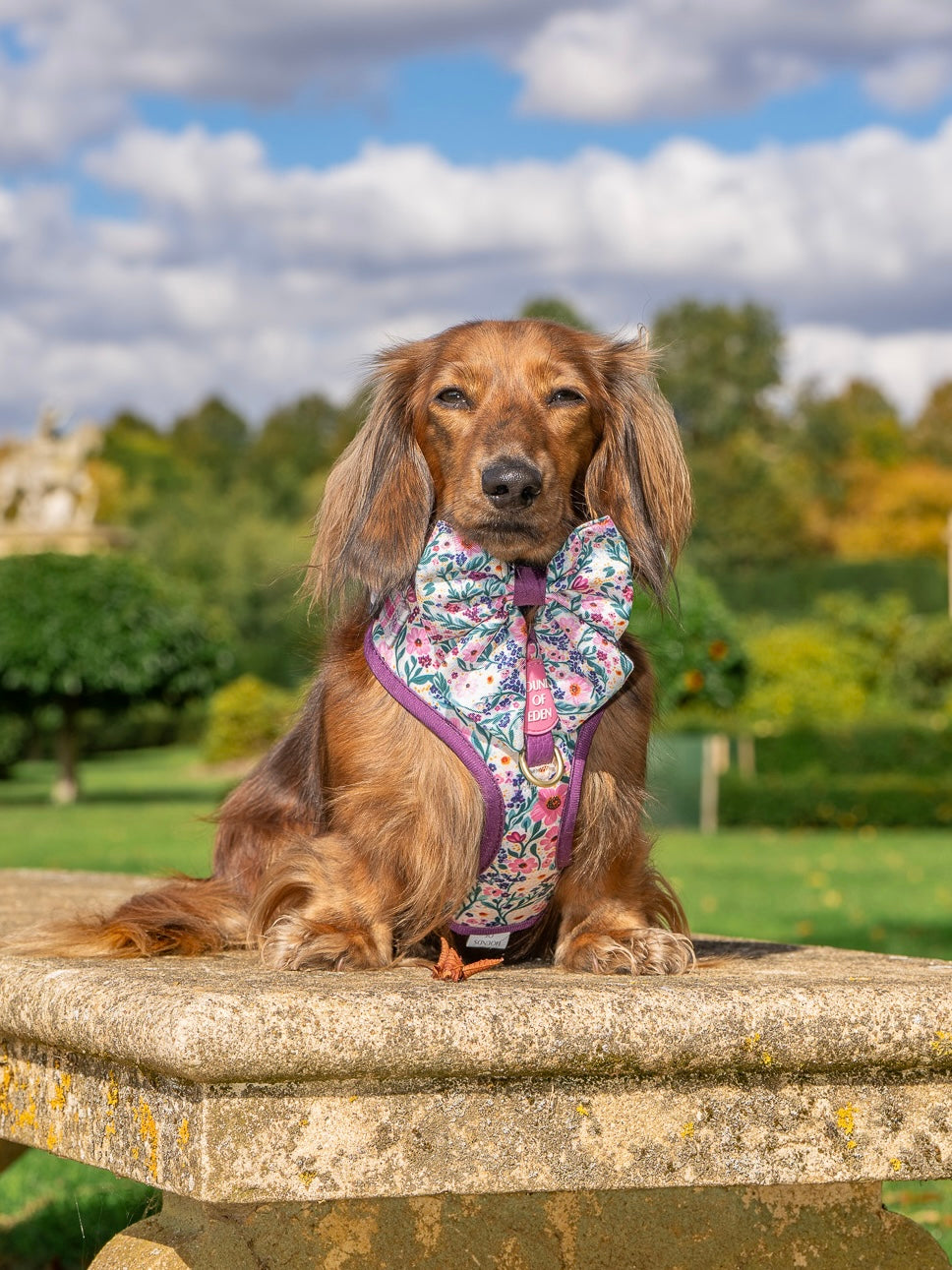 Patchy’s Plum Petals - Dog Harness (XXS-XS)