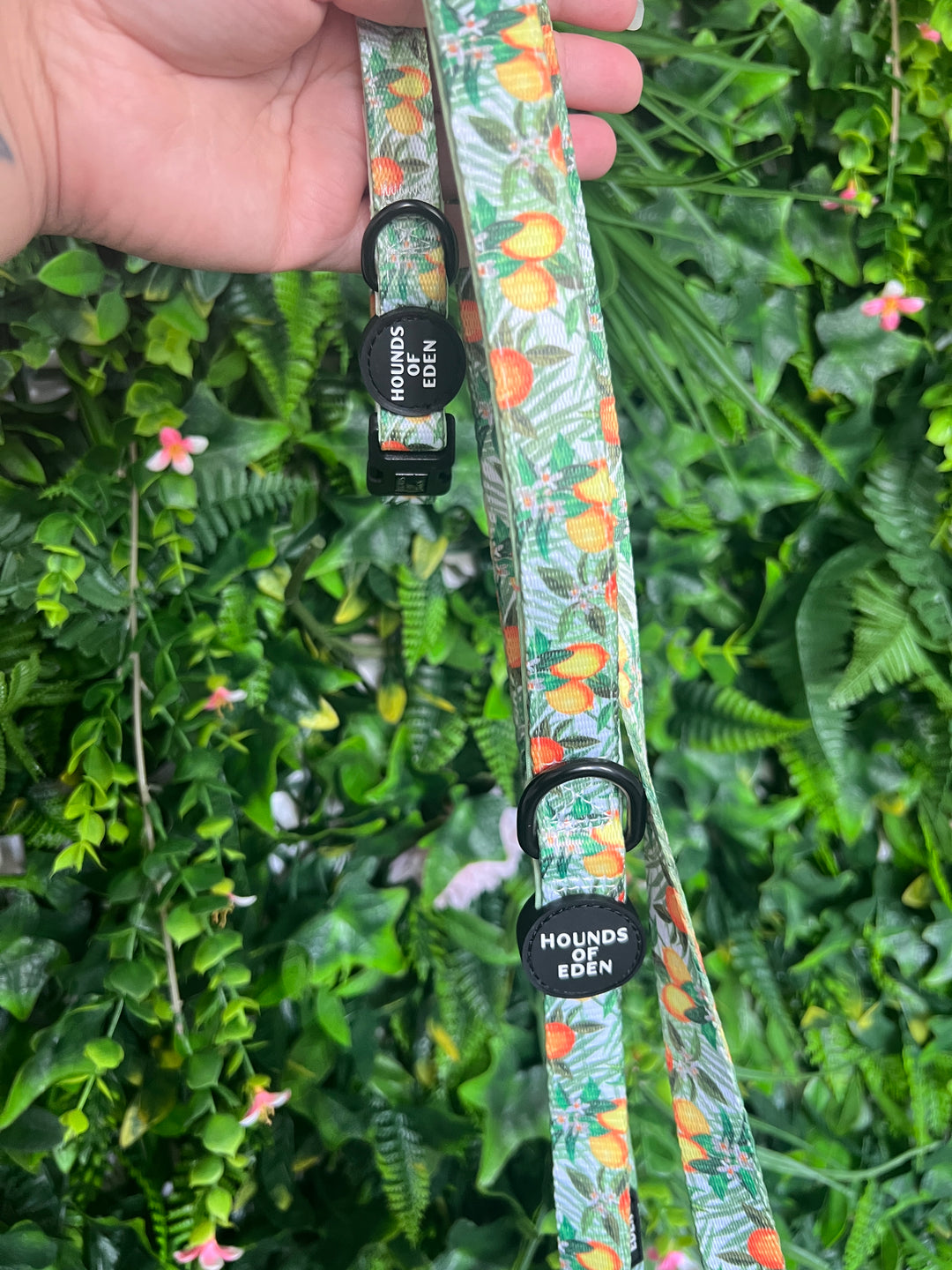 OUTLET- Orange & Lemons Collar in Small + lead