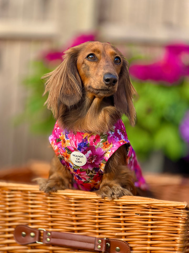 Florentina Dog Cooling Vest