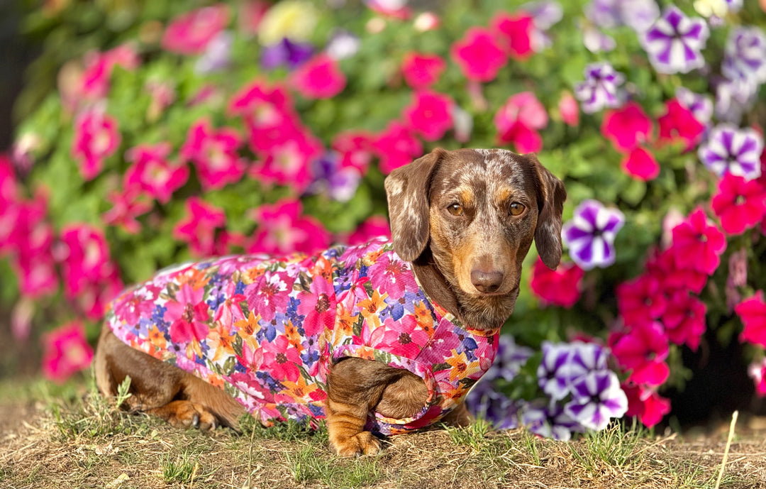 Florentina Dog Cooling Vest
