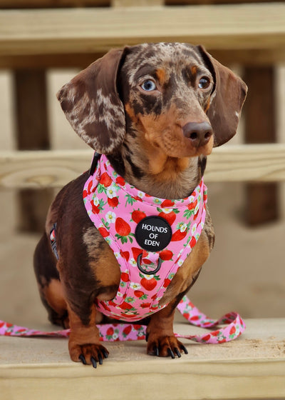 Strawberry Patch Design Dog Harness