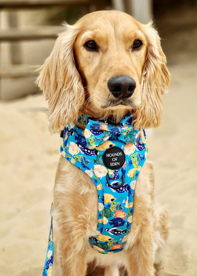 Under The Sea Design Dog Harness
