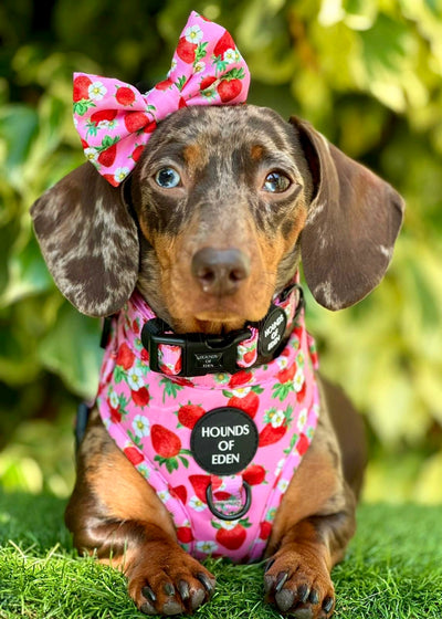 Strawberry Patch Design Dog Harness