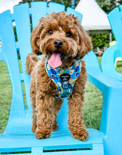 Under The Sea Design Dog Lead
