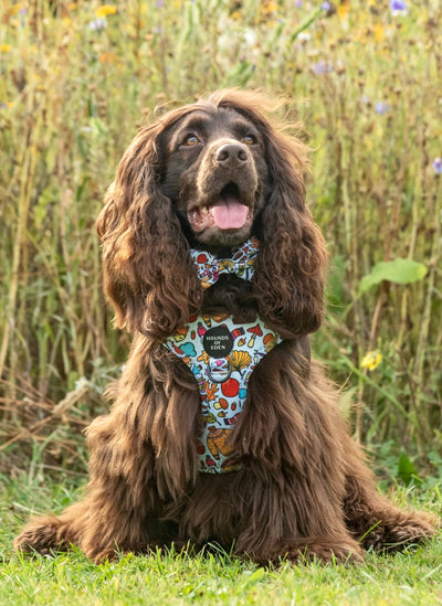 Lucky Dip Harness