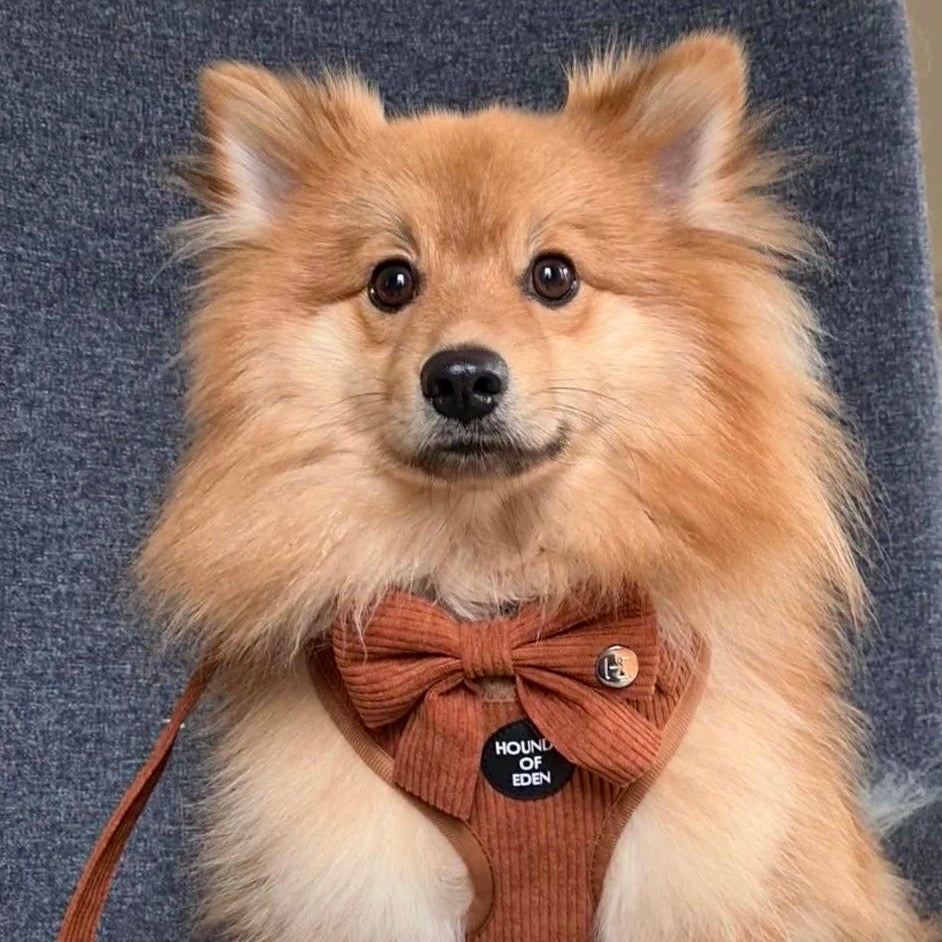 Choca Mocha - Brown Corduroy Collar