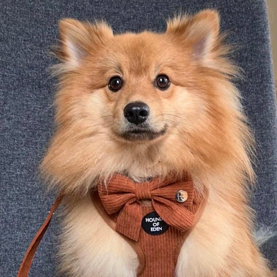Choca Mocha - Brown Corduroy Harness