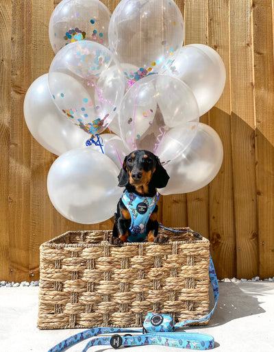 'Up, Pupilot up!' - Hot air Balloon + Plane Dog Harness