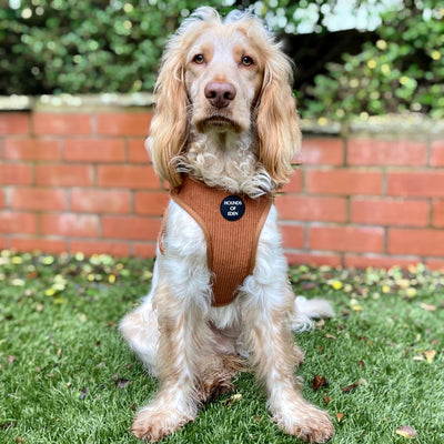 Choca Mocha - Brown Corduroy Collar