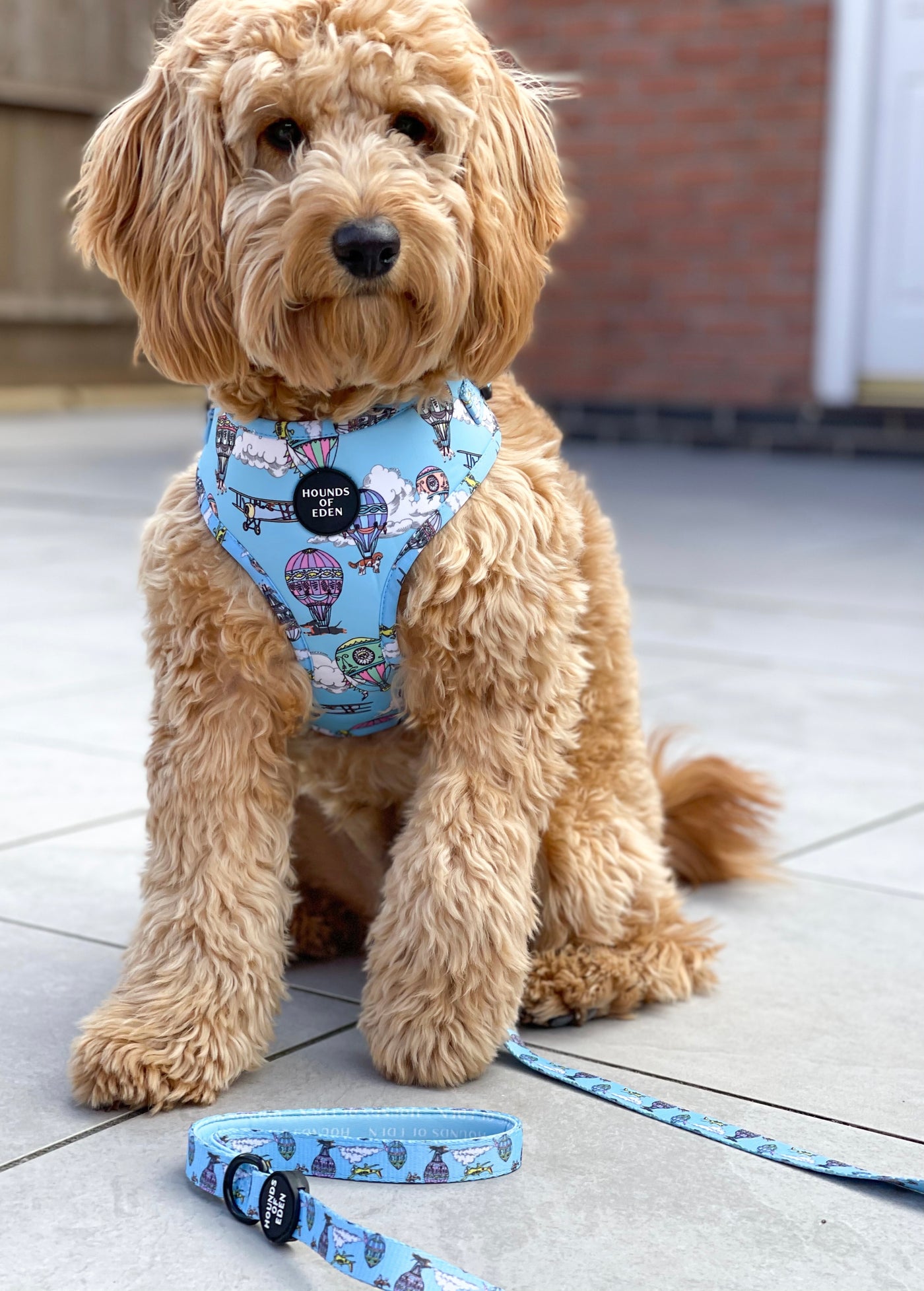 'Up, Pupilot up!' - Hot air Balloon + Plane Dog Harness