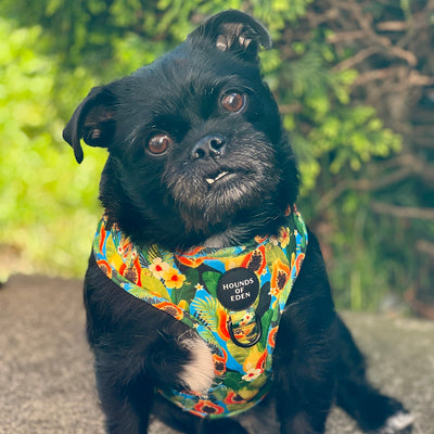 Pupaya Design Dog Collar