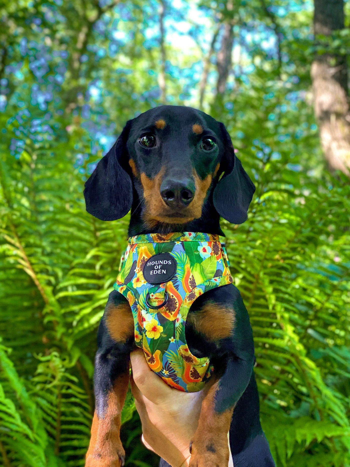 Pupaya Design Dog Collar