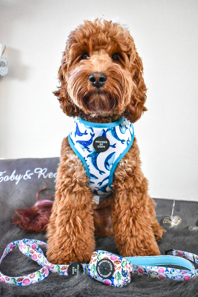 'Whale of a Time' - Sea Themed Reversible Dog Harness