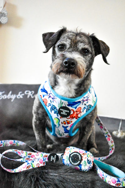 'Whale of a Time' - Sea Themed Reversible Dog Harness