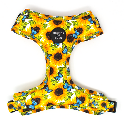 Sunflower Flutter - Yellow and Blue Butterfly Dog Collar