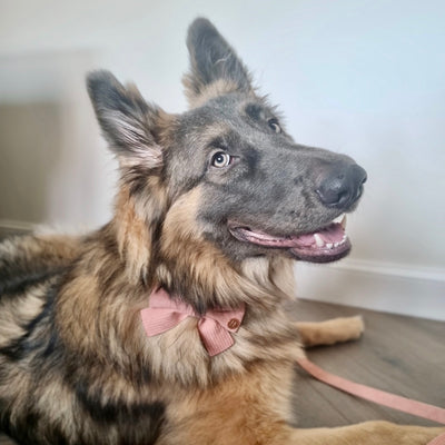 Peach Schnapps - Pink Corduroy Collar
