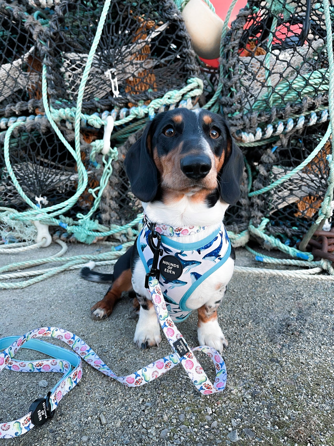 'Whale of a Time' - Sea Themed Reversible Dog Harness