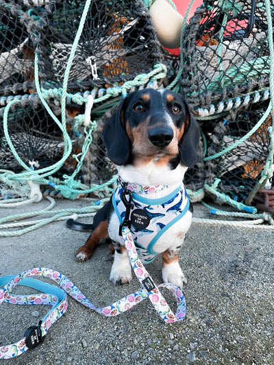'Whale of a Time' - Sea Themed Reversible Dog Harness