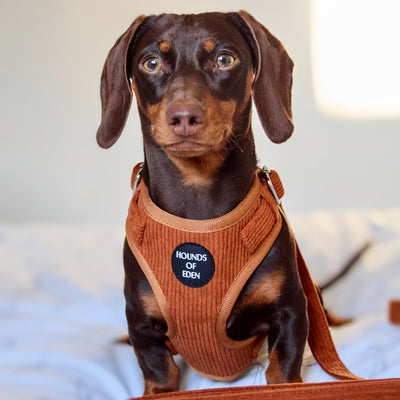 Choca Mocha - Brown Corduroy Collar