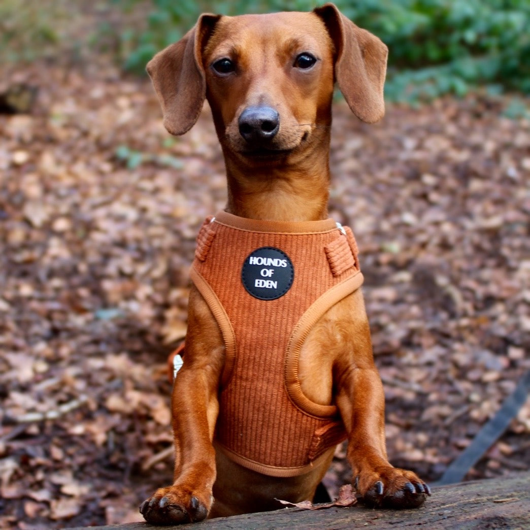 Choca Mocha - Brown Corduroy Collar