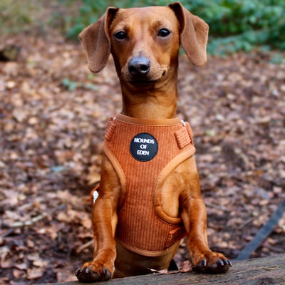 Choca Mocha - Brown Corduroy Harness