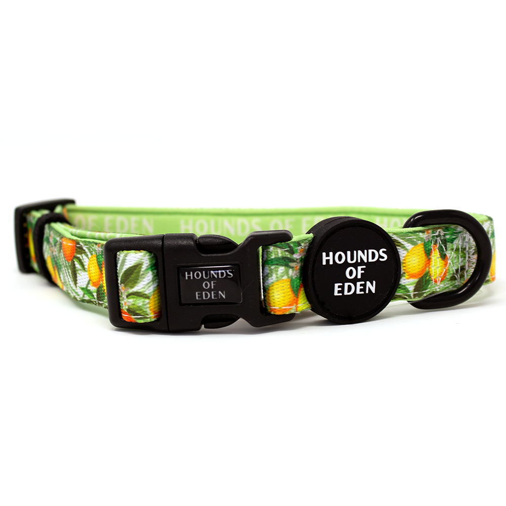 'Squeeze Me' - Citrus Dog Collar