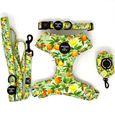'Squeeze Me' - Citrus Dog Collar