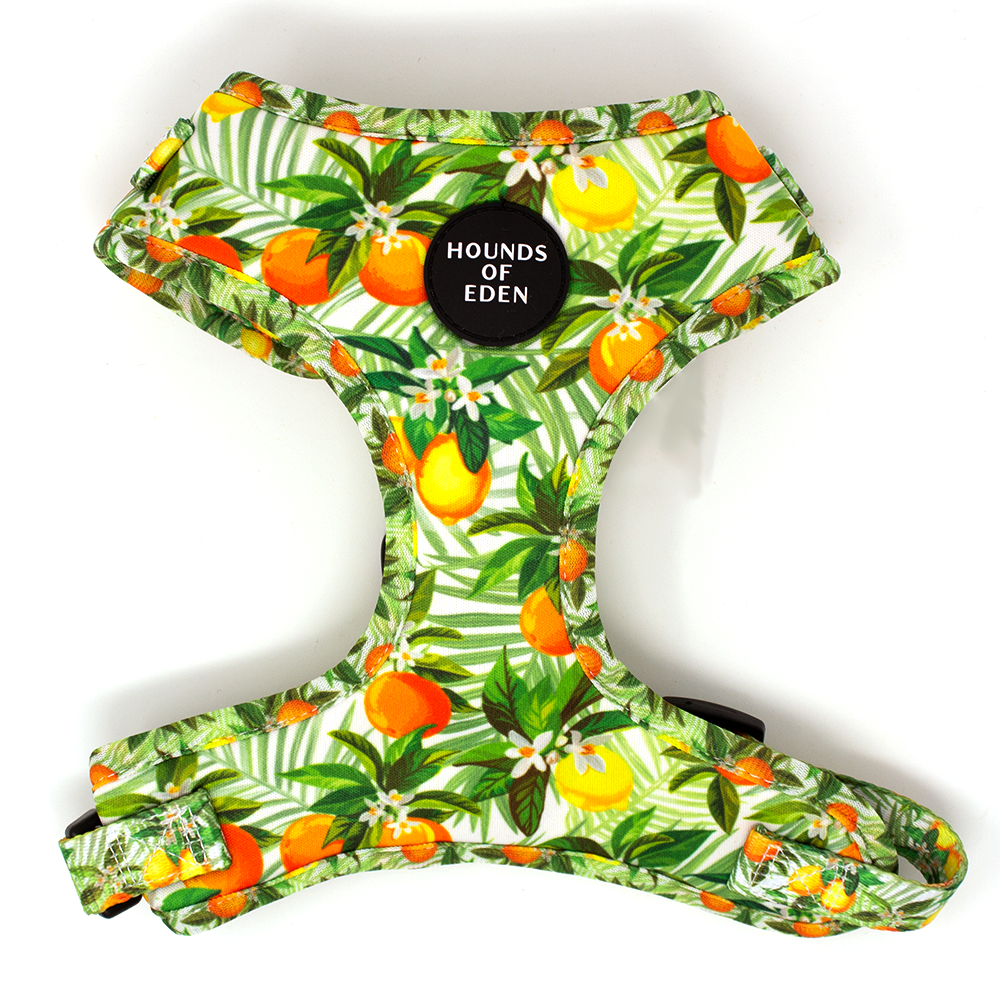 'Squeeze Me' - Citrus Dog Collar