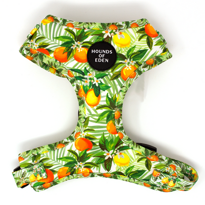 'Squeeze Me' - Citrus Dog Collar