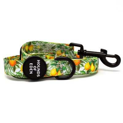 'Squeeze Me' - Citrus Dog Collar