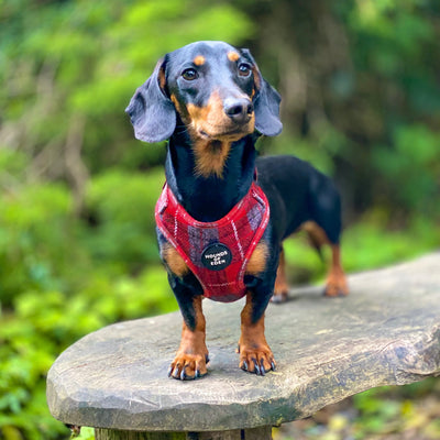 'Sammi' - Red & Grey Check Dog Harness