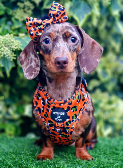 Burnt Orange Leopard Design Dog Collar