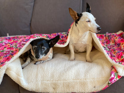 OUTLET - Bee You-tiful Dog Snuggle Blanket