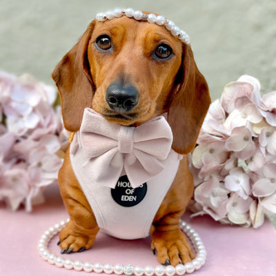 Pure Peony - Pink Velvet Dog Harness with Gold Metal Hardware