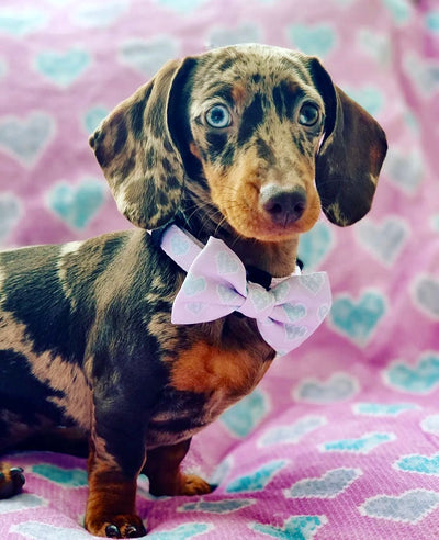 Don’t Go Barking My Heart - Pink and Teal Hearts Dog Harness