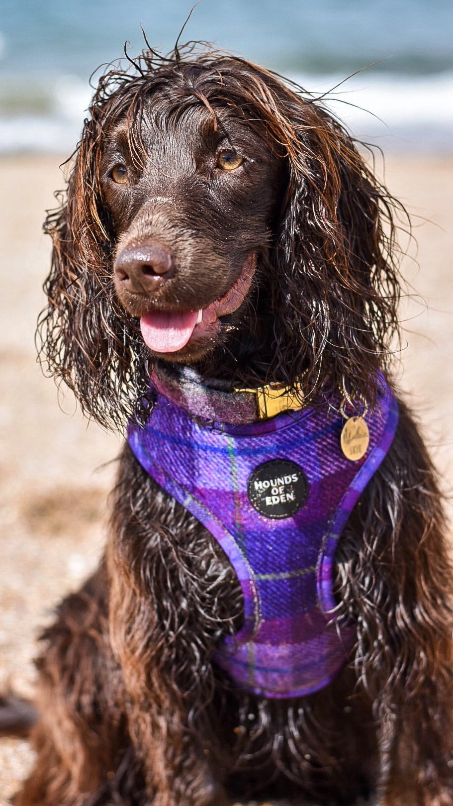 'Molly' - Pink & Purple Check Dog Harness
