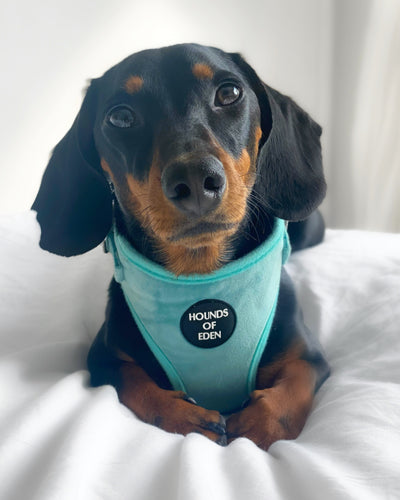 Tiffany's - Light Teal Velvet Dog Collar with Silver Metal Hardware