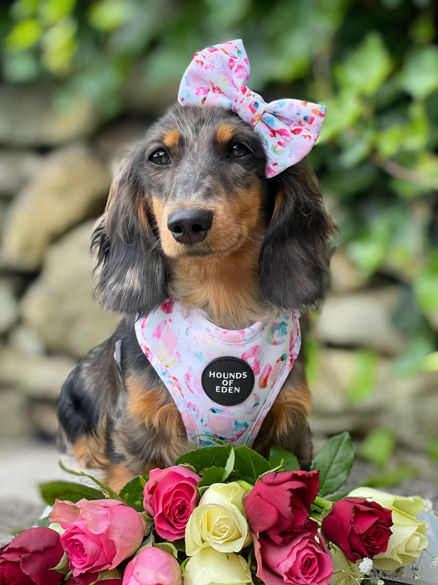 Jewel Leopard -  Leopard Dog Harness