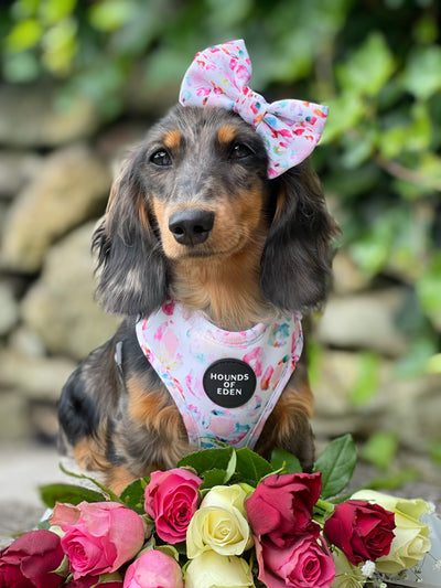 Jewel Leopard -  Leopard Dog Harness
