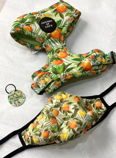 'Squeeze Me' - Citrus Dog Collar