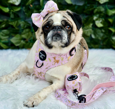 SPRING BABIES - Design Dog Harness