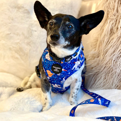 'Space Out' - Blue Starlight Space Pattern Dog Collar