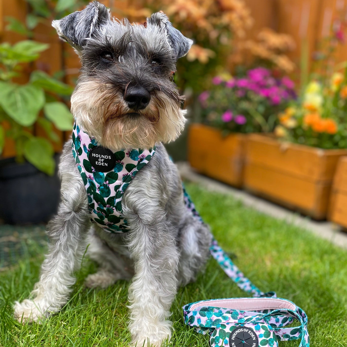 Looking Sharp - Green Cactus and Pink Dog Collar