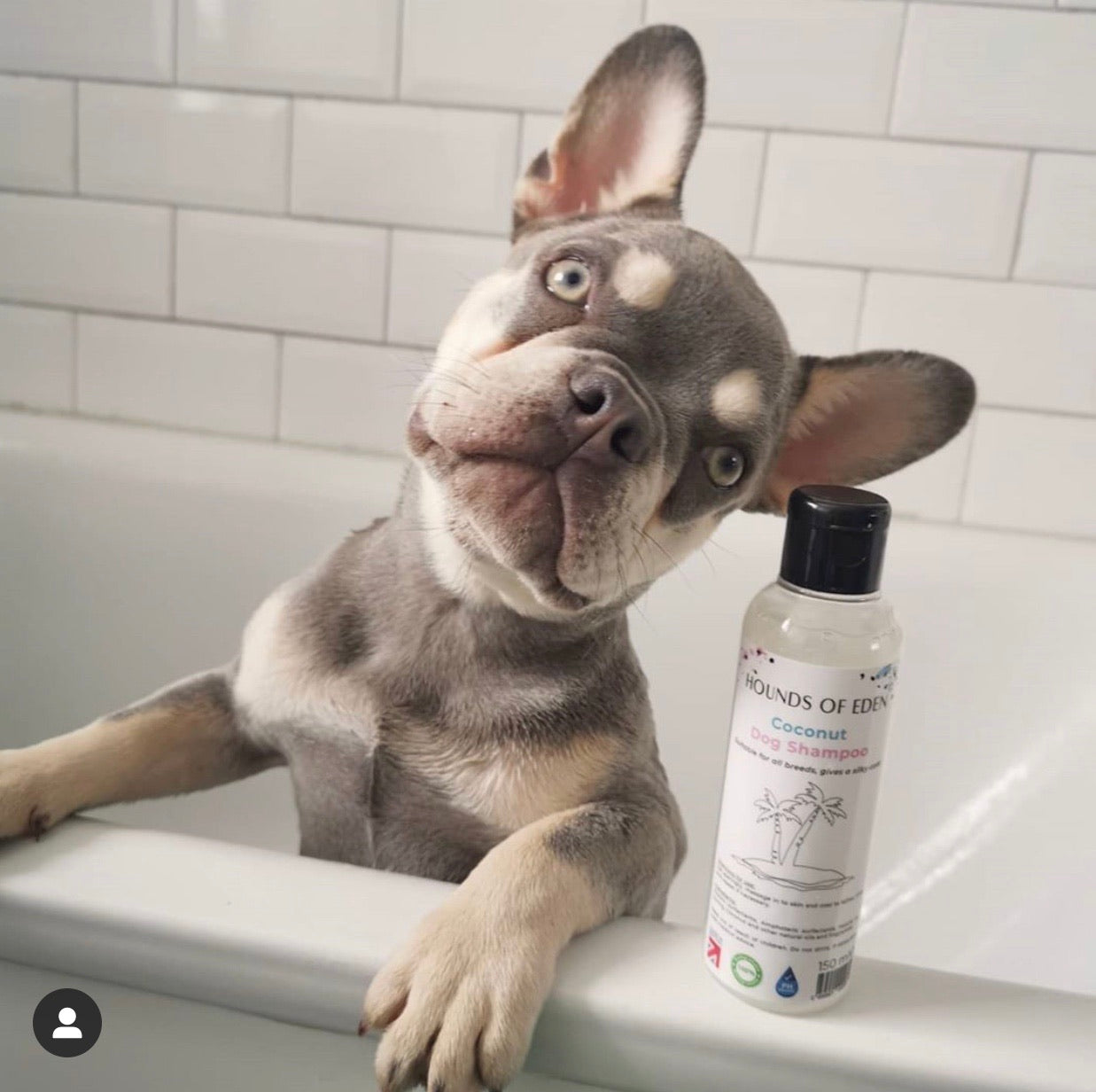 Coconut Dog Shampoo