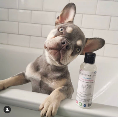 Coconut Dog Shampoo