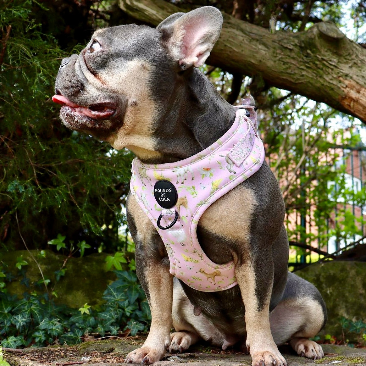 SPRING BABIES - Design Dog Harness