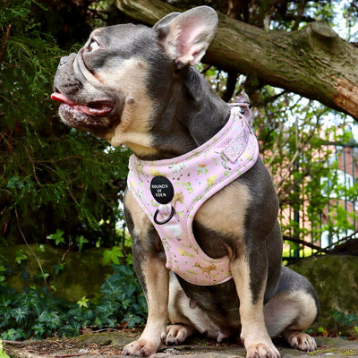 SPRING BABIES - Design Dog Harness